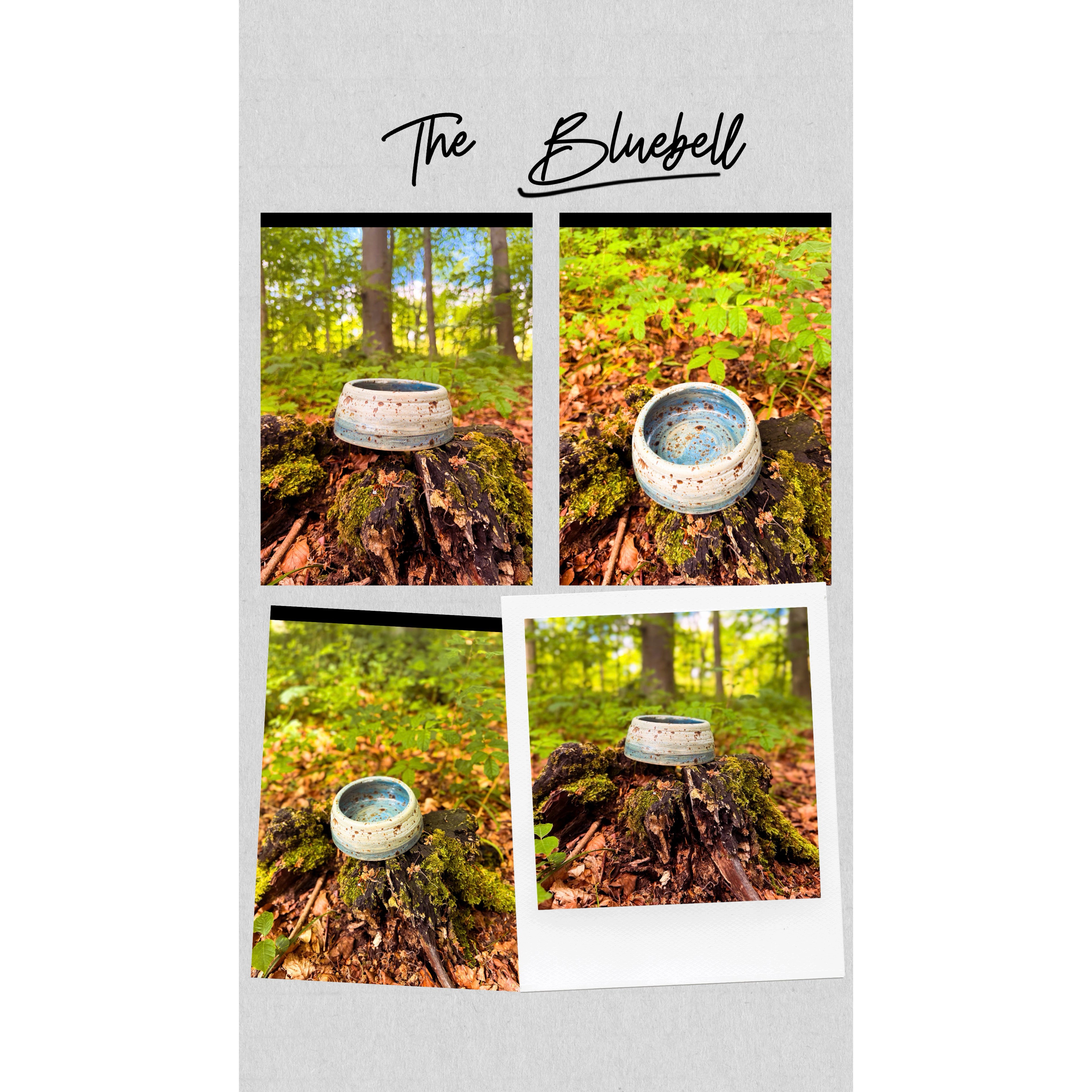 The Bluebell